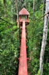 Bridge To Jungle Stock Photo