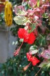 Red Flowers Stock Photo