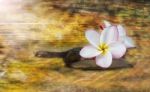 White Pink And Yellow Fragrant Flower Plumeria Or Frangipani On Stock Photo