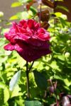 Red Rose In The Garden Stock Photo