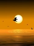 Sea Bird And Sunset Stock Photo