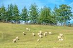 Sheeps Stock Photo