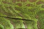 Iguana Lizard Skin Stock Photo