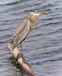 Image Of A Great Blue Heron Standing On A Log Stock Photo