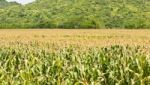 Agricultural Of Corn Field Stock Photo