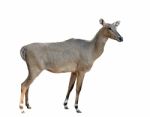 Nilgai Or Blue Bull Stock Photo