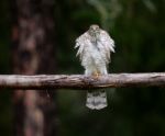 Sparrow Hawk Stock Photo