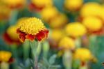 Tiger Eye French Marigold Stock Photo