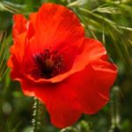 Poppies Flowering In Ronda Spain Stock Photo