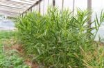 Cultivation Of Organic Ginger In The Greenhouse Stock Photo