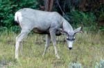 Mule Deer (odocoileus Hemionus) Stock Photo