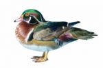 Male Wood Duck Stock Photo