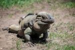 Rhinoceros Iguana (cyclura Cornuta) In The Bioparc Fuengirola Stock Photo