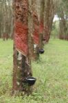 Rubber Tree Stock Photo