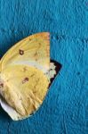 Butterfly Wing On Grunge Colorful Wooden Panel Stock Photo