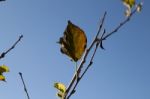 Single Leaf In The Branch Stock Photo