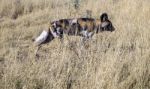 Wild Dogs In Namibia Stock Photo