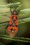 Firebug, Pyrrhocoris Apterus Stock Photo