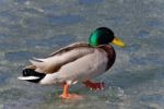 Beautiful Photo Of A Mallard Walking On Ice Stock Photo