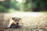 Puppy Lying On The Yard Stock Photo