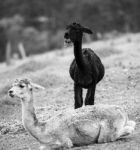 Alpacas In A Field. Black And White  Stock Photo