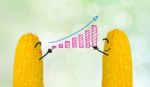 Couple Corn Drawing Business Graph Stock Photo