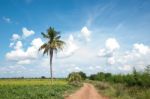 Lonely Toddy Palm Stock Photo