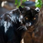 Black Jaguar Stock Photo