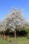 Cherry In Flowers Stock Photo