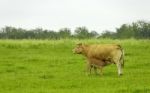 Calf And Cow Stock Photo