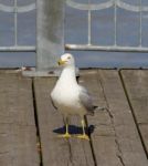 The Gull Is Staying Straight Stock Photo