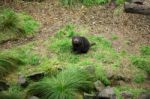 Tasmanian Devil Found During The Day In Tasmania Stock Photo