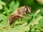 Bee Sitting On A Branch Of Juniper Stock Photo