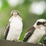 Kookaburras Gracefully Resting During The Day Stock Photo