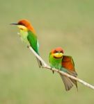 Chestnut-headed Bee-eater Stock Photo