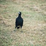 Australian Magpie Outdoors Stock Photo