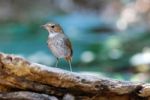 Rufous-tailed Robin Stock Photo