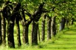 A Line Of Trees In Green Leaf Stock Photo