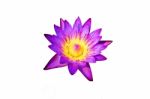 Purple Lotus On The White Background Stock Photo