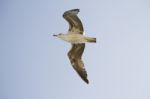 Seagull In Flight Stock Photo