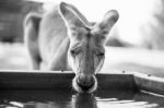 Kangaroo Outside During The Day Stock Photo