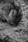 Adorable Large Wombat During The Day Looking For Grass To Eat Stock Photo