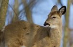 Beautiful Background With A Wild Deer In The Forest Stock Photo