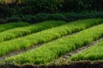 Rice Farming Of Farmer Stock Photo