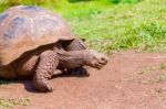 Giant Turtle From Galapagos Stock Photo