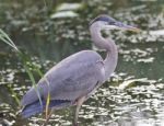 Image Of A Great Blue Heron Standing In The Mud Stock Photo