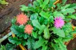 Beautiful Two Orange Gerbera And One Pink Gerbera Flower In Gard Stock Photo