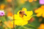 Close Up Of Bee On Cosmos Flower Stock Photo