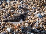 Ruddy Turnstone (arenaria Interpres) On The Beach In Hastings Stock Photo