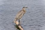 Photo Of A Great Blue Heron Watching Somewhere Stock Photo